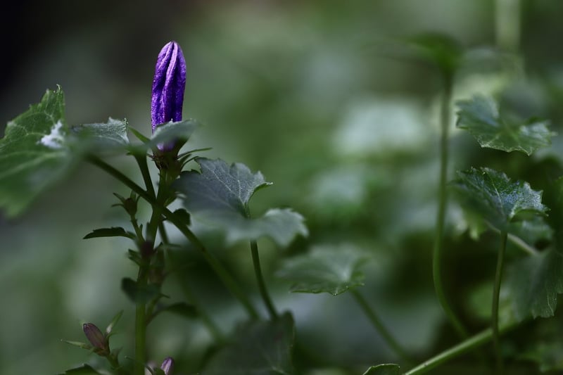 Compact Plant Varieties